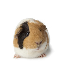 Cute guinea pig