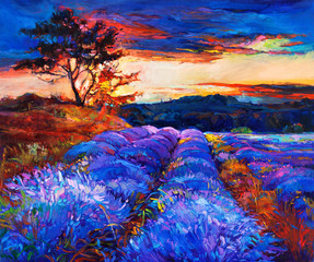 Lavender fields