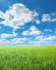 Obraz premium green field