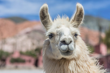 Obraz premium Llama in Purmamarca, Jujuy, Argentina.