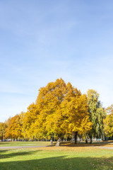 Big colorful trees with yellow leaves in autumn