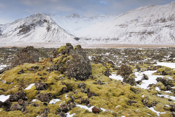 Old lava overgrown with mosses in winter landscape at Iceland.