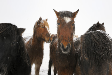 Fototapeta premium Portrait of an Icelandic horse.