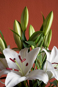 Fototapeta Beautiful bouquet of white lilies