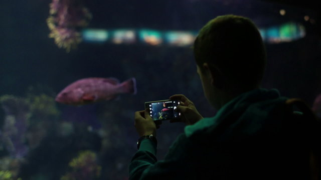 Boy taking picture of aquarium fish with smartphone