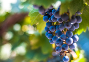 Fototapeta grape bunch, very shallow focus obraz