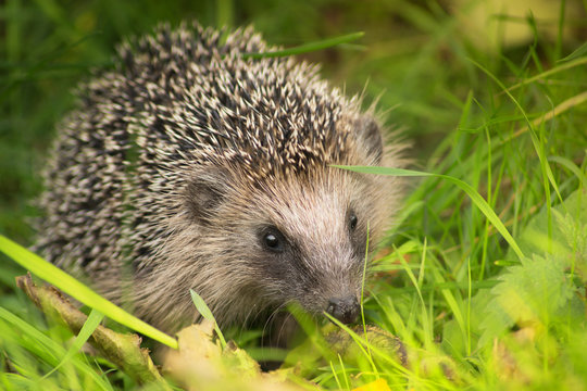 Waldigel auf dem gr&uuml;nen Gras