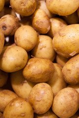 Close-up on new potatoes 