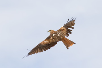 Red Kite Flying