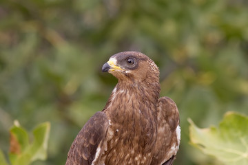 Honey Buzzard Portrait