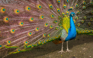 Obraz premium Peacock