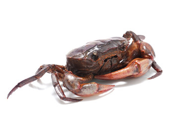crab isolated on white background