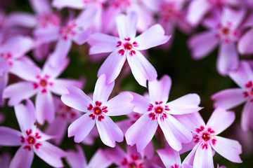 rose phlox