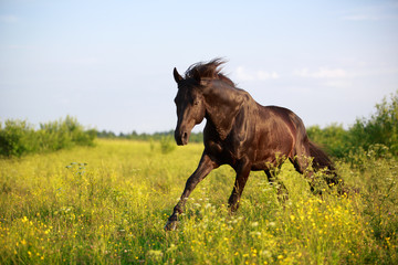 Trakehner black stallion in field