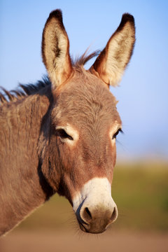 Grey donkey head portrait