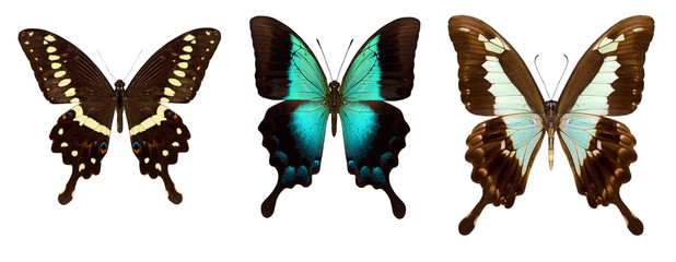 Many different beautiful butterflies