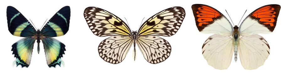 Fototapeta na wymiar Wiele różnych pięknych motyli