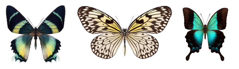 Many different beautiful butterflies