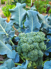 Broccoli In The Garden