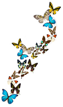 Many different beautiful butterflies