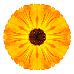 Orange Marigold Mandala Flower Kaleidoscope Isolated on White
