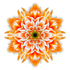 Orange Chrysanthemum Mandala Flower Kaleidoscope Isolated - obrazy, fototapety, plakaty