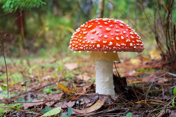 Toadstool on a fall landscape floor
