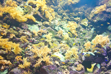 Naklejka na ściany i meble tropical aquarium with reef fishes