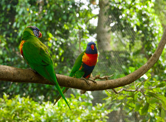 Fototapeta na wymiar Two colourful lori parrots on the perch