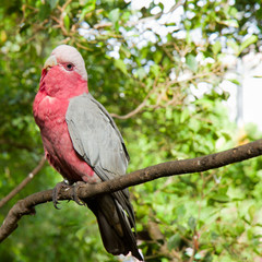 Colourful parrot sitting on the perch