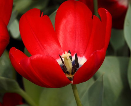 Fototapeta large red tulip in a garden 