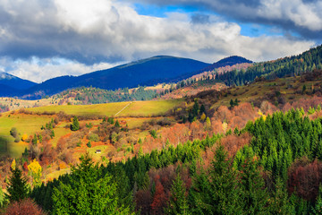 Obraz premium autumn hillside with red and yellow forest