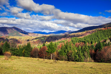 Naklejka premium pine trees near valley in mountains and autumn forest on hillsid
