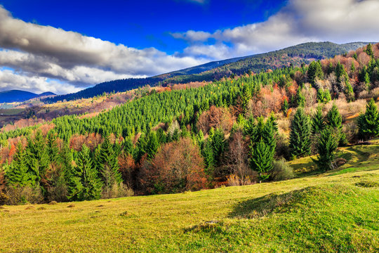 pine trees near valley in mountains and autumn forest on hillsid