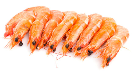 Shrimp