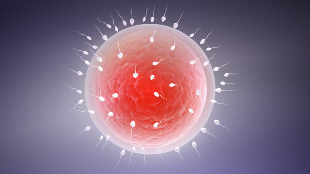3d rendered illustration of the fertilization