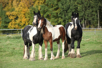 Beautiful irish cobs on autumn pasturage