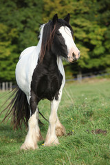 Obraz premium Gorgeous irish cob standing on pasture