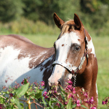 Nice paint horse mare behind purple flowers