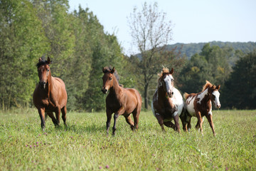 Fototapeta premium Group of horses running in freedom