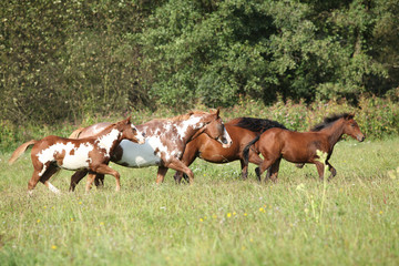 Naklejka na ściany i meble Group of horses running in freedom