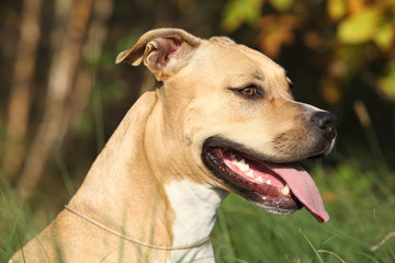 Beautiful American Staffordshire Terrier
