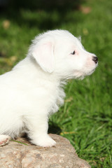 Gorgeous jack russell terrier puppy on some stone
