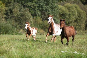 Fototapeta na wymiar Group of horses running in freedom