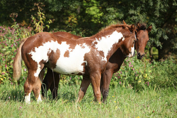 Fototapeta na wymiar Two foals together in freedom
