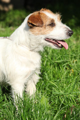 Fantastic Jack Russel terrier in the garden
