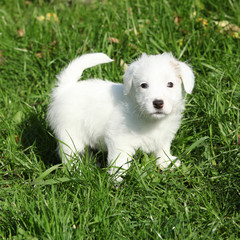 Adorable jack russell terrier puppy standing