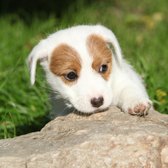 Adorable jack russell terrier puppy on some stone