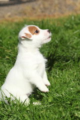 Gorgeous jack russell terrier puppy begging