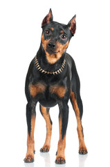 black pincher dog standing portrait